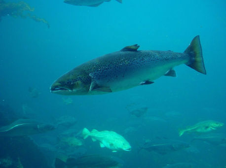 Подборка самых интересных новостей осени 2015 9 Подборка самых интересных новостей осени 2015 9