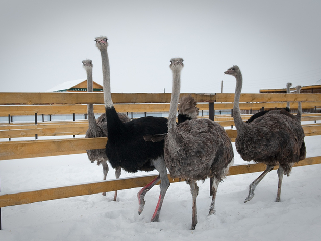 В Челябинской области продают базу отдыха со страусиной фермой. Фото