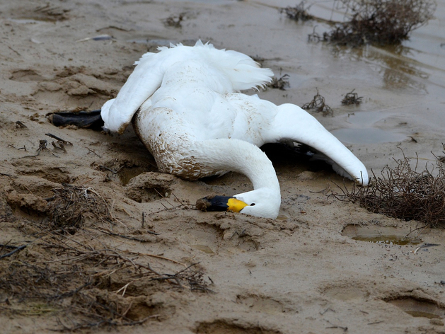 Информация о массовой гибели лебедей на Южном Урале оказалась фейком
