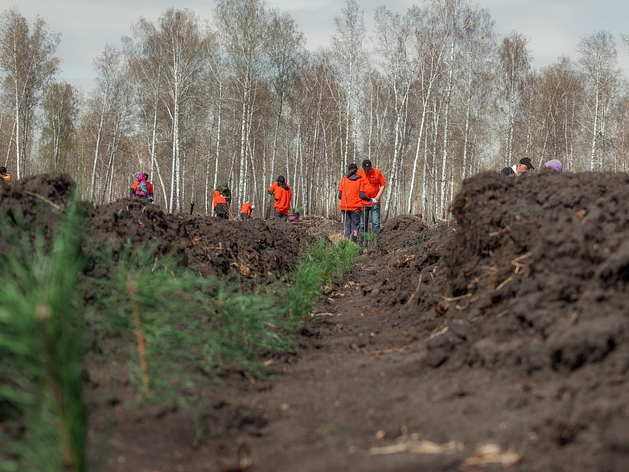 МТС посадила бор в рамках программы по улучшению экологической обстановки на Южном Урале