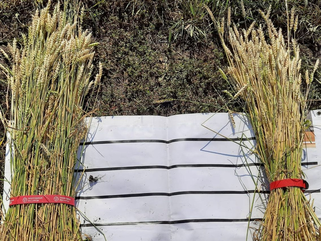 Бывший совхоз «Рависа» в Челябинской области требуют признать банкротом