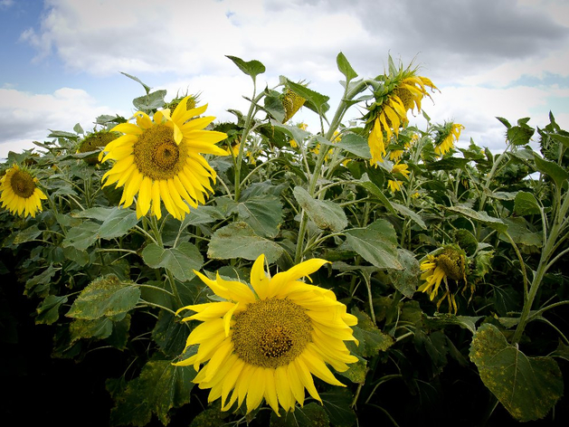 Эксперт назвал направление агробизнеса в Челябинской области перспективнее зернового Эксперт назвал направление агробизнеса в Челябинской области перспективнее зернового