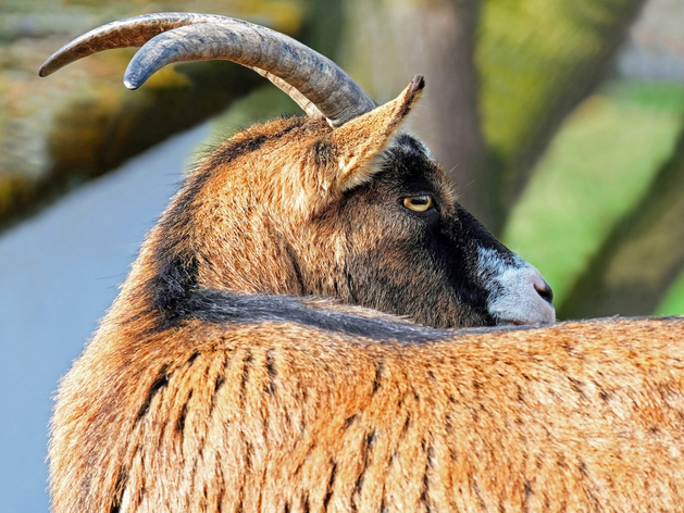 Козоводческая ферма продается в Челябинской области Козоводческая ферма продается в Челябинской области