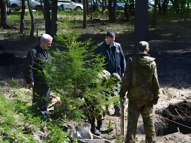 Охранную зону городского бора в Челябинске расширят в пять раз