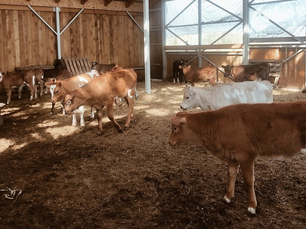 Ферму счастливых коров продают в Челябинской области: причина
