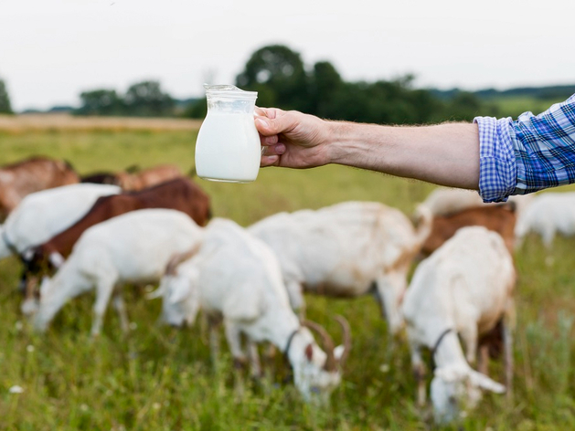 Молочный завод взыскивает в суде 20 млн руб. с челябинской агрофирмы
