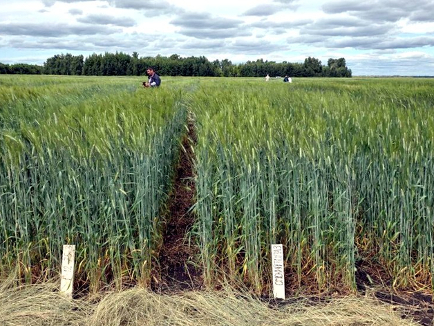 Челябинскому аграрному бизнесу грозит банкротство по иску столичной компании
