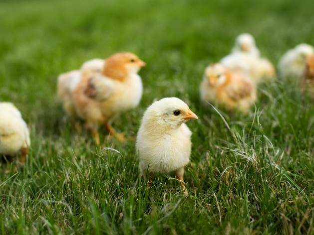 Росприроднадзор уличил в нарушениях птицефабрику из Челябинской области Росприроднадзор уличил в нарушениях птицефабрику из Челябинской области