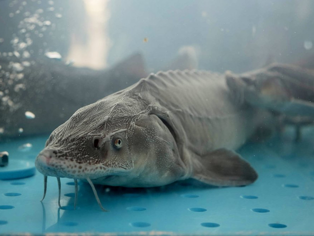 Рыбоводный бизнес Южного Урала готовится увеличить объемы производства
