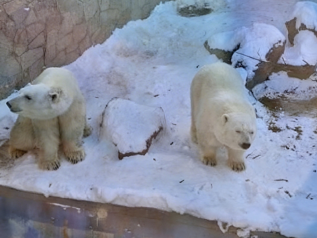В челябинском зоопарке нашли нарушения в содержании белых медведей В челябинском зоопарке нашли нарушения в содержании белых медведей